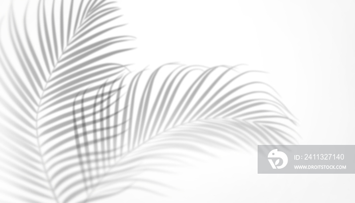 Abstract black white background with palm leaves shadow. Minimal summer concept.