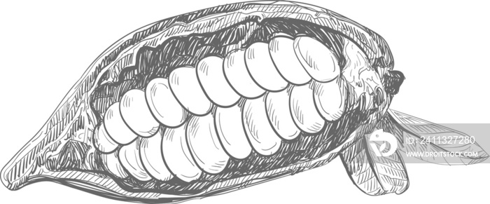 Cocoa sketch, chocolate cacao bean pod, hand drawn