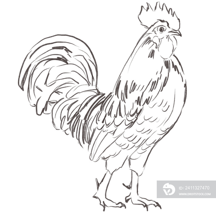 Line art pencil sketch of rooster bird