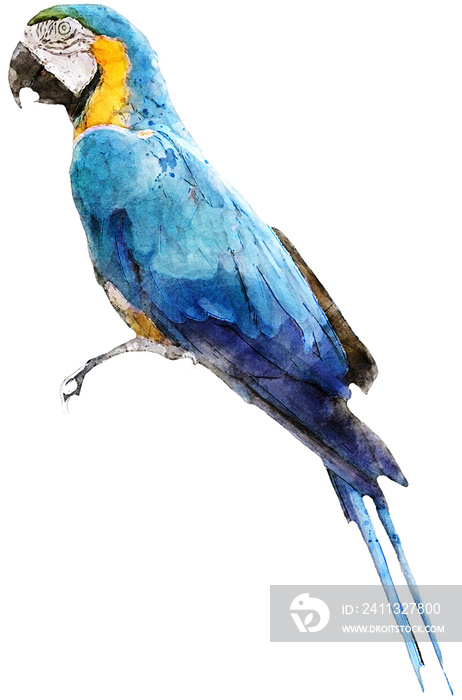 Colorful colorwater drawing Macaw bird background.