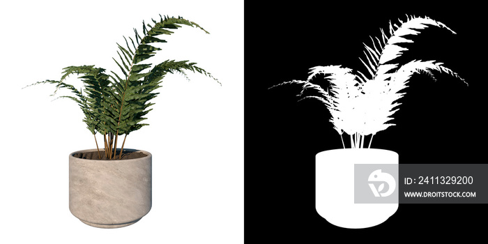 Front view of Plant (helecho Filicopsida pot with fern ) Tree png with alpha channel to cutout made with 3D render