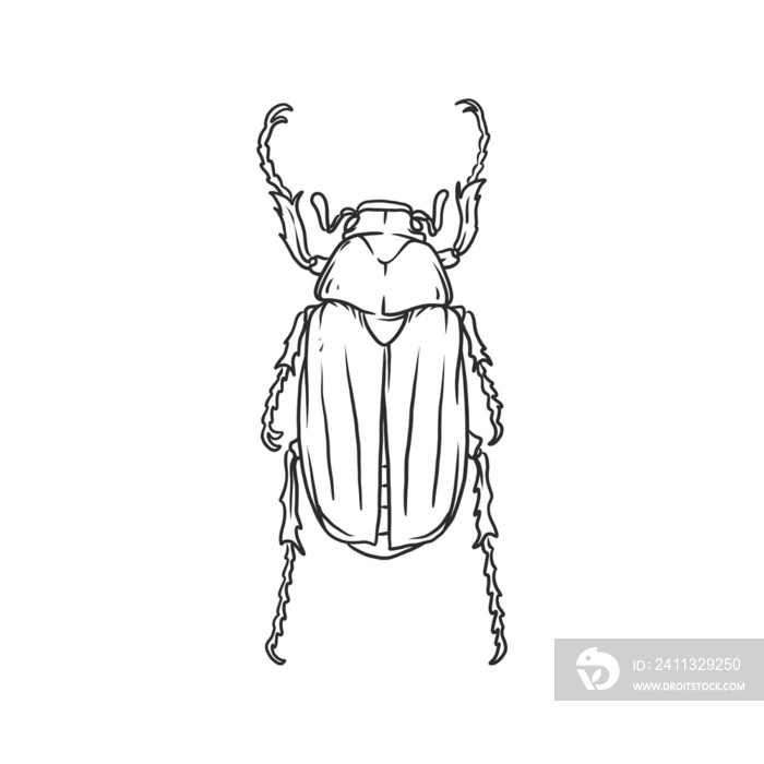 beetle Insects and bug illustration