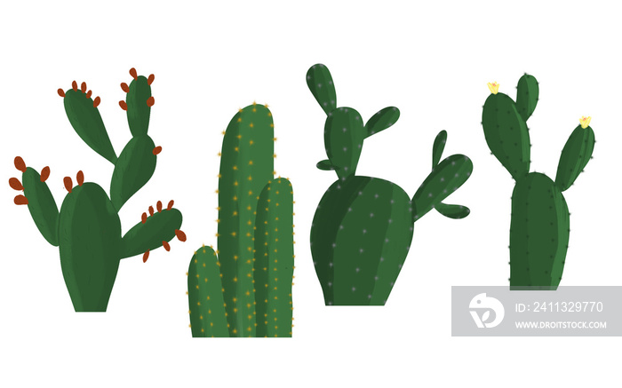 various kinds of green cactus isolated transparent background png