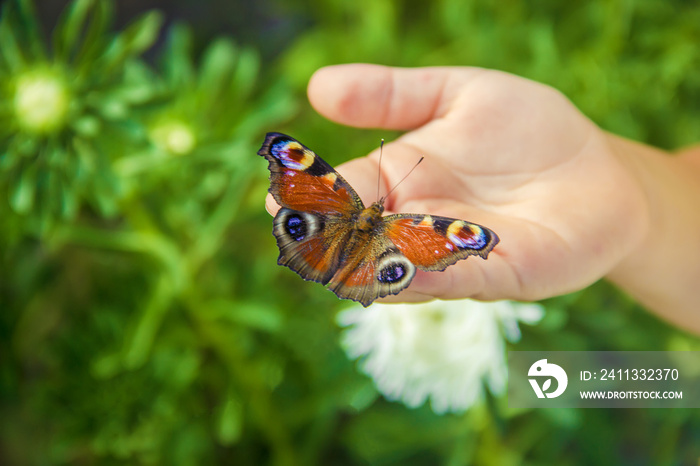 child with a butterfly in his hands. Selective focus.