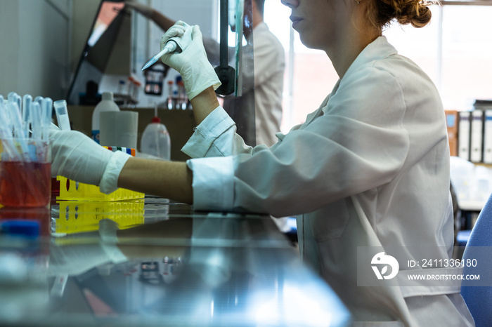 Young woman researcher working in gloves and lab robe in the flow cabinet, using automatic pipette and tubes with cells and chemicals