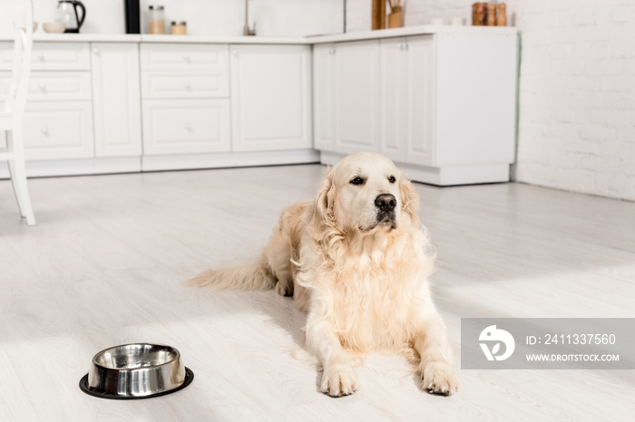 selective focus of cute golden retriever lying on floor and looking away in apartment