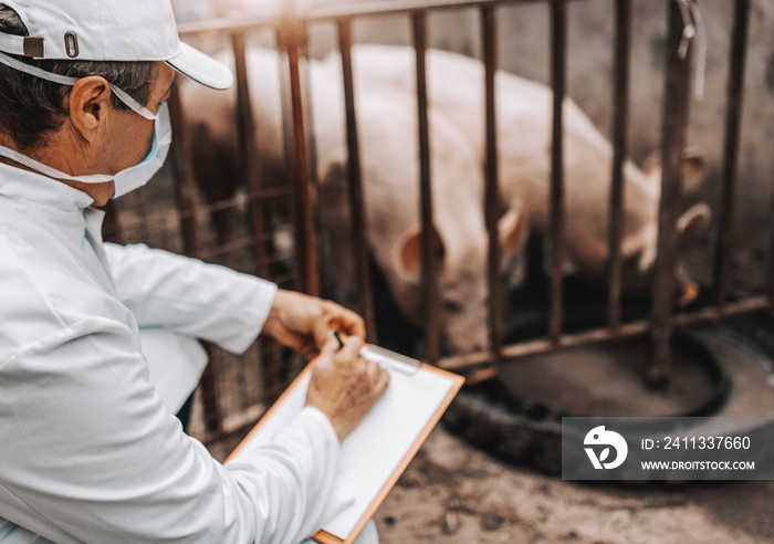 Mature veterinarian in white coat holding clipboard and checking health of pigs in cote. Country exterior.