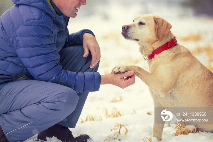 A human and a dog are best friends. The  man with the dog sitting in a snowy field in winter. Trained  labrador retriever extends the paw to the man