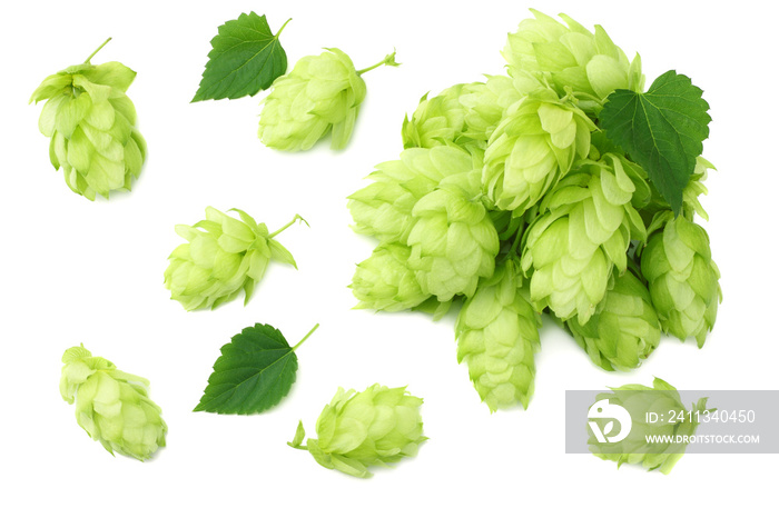 Hop cones isolated on white background. Beer brewing ingredients. Beer brewery concept. Beer background. Top view