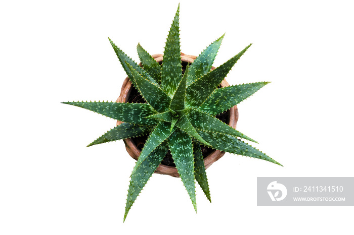 Aloe vera plant in a pot isolated on white background top view, medecine plant, herb.