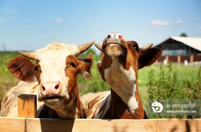 Cows on blurred dairy farm background