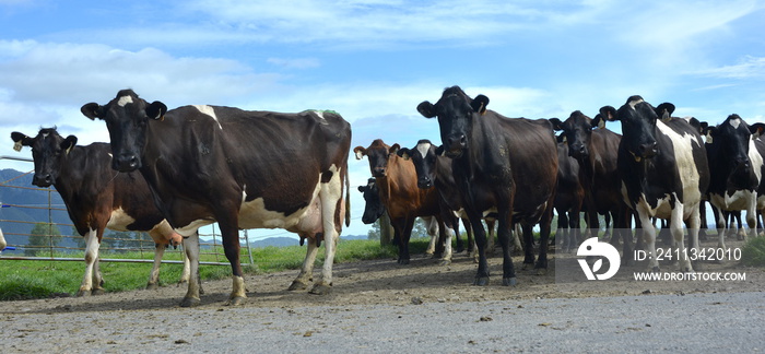 Cows walking on track to the milking shed. New Zealand agriculture