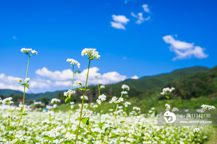 そばの畑の白い花