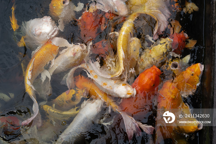 koi fish in pond