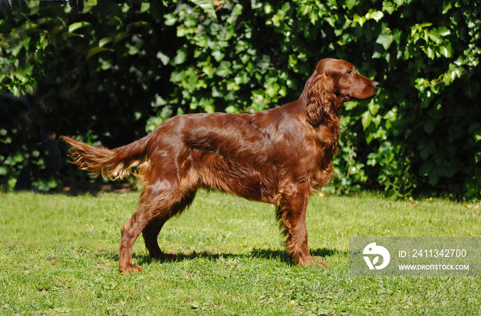 Irish Red Setter