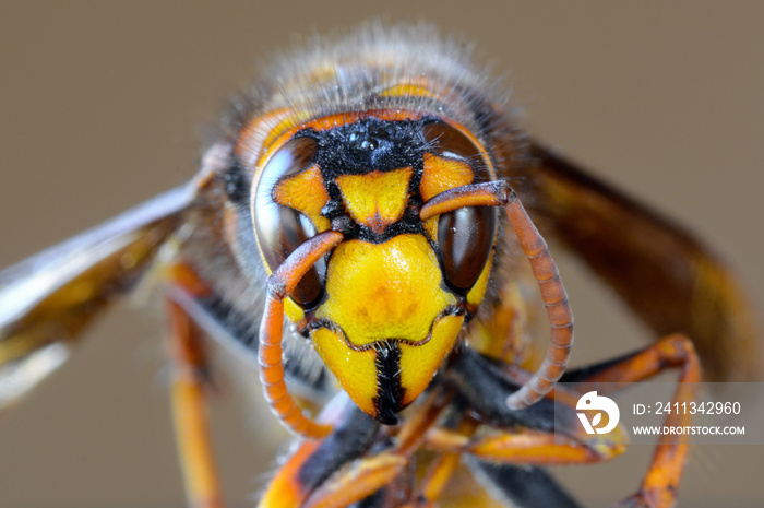 Closeup macro of Japanese giant hornet face