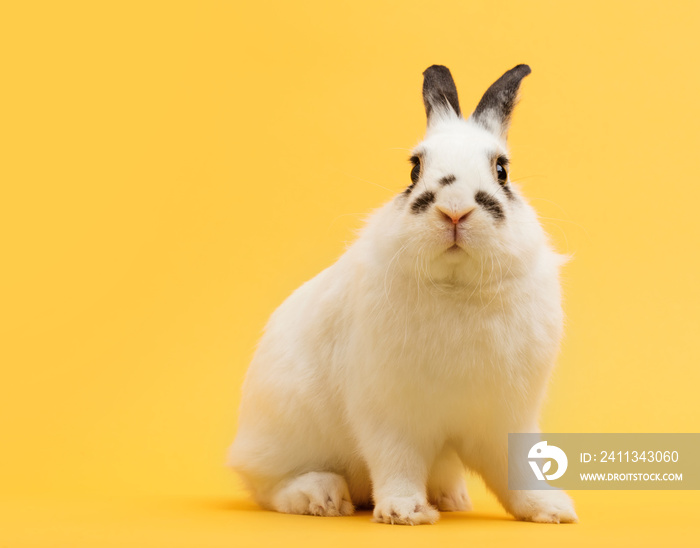 White rabbit on yellow background.