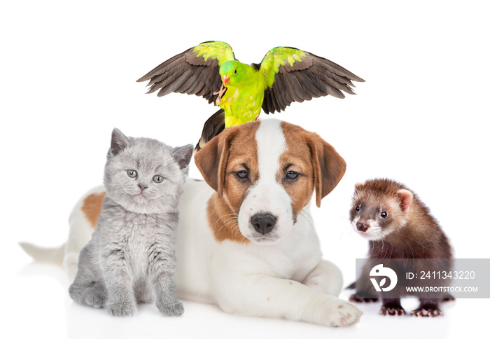 Group of pets sit together in front view. Isolated on white background