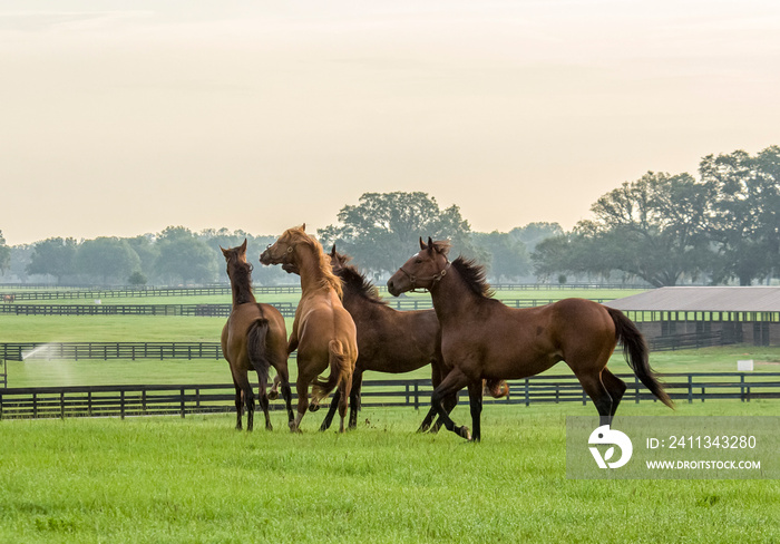 Group of  Thoroughbred race horse yearlings play in open paddock.