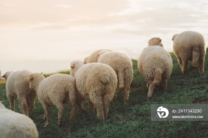 Back side group of white sheep eating or walking or running at the lawn. In the evening in the mountain meadow. The sun shines on every grass, evening atmosphere. Animal nature mamals concept.