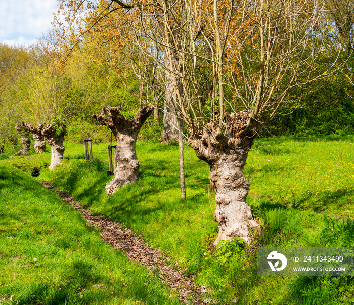 Group of pollarded European ash trees (Fraxinus excelsior)