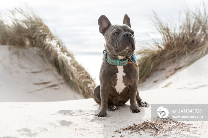 Niedliche Französische Bulldogge sitzt am Strand in den Dünen