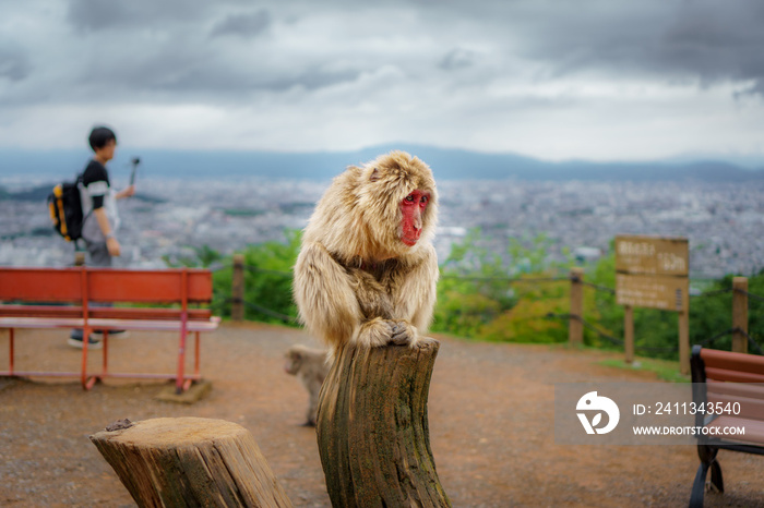 Monkey over trunk in Arashiyama mountain with blurred tourist