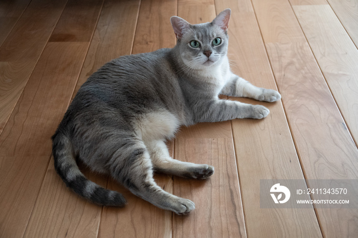 Australian Mist cat on the floor