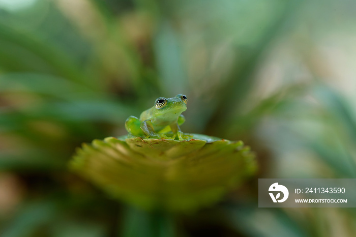 A Glass Frog (Hyalinobatrachium iaspidense) sitting on a plant in a village near Sarapiqui in Costa Rica