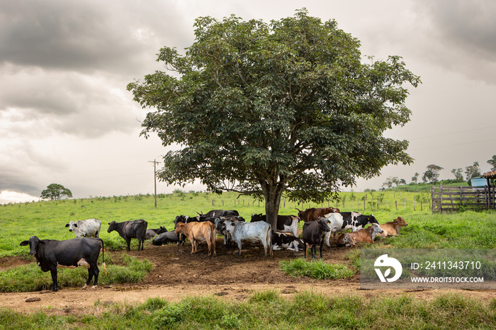 Dairy cows resting in tree shade at Holstein Cow Livestock Farm in Sunny Summer Day. Concept of agriculture, animal welfare, milk industry, food, cattle barn.