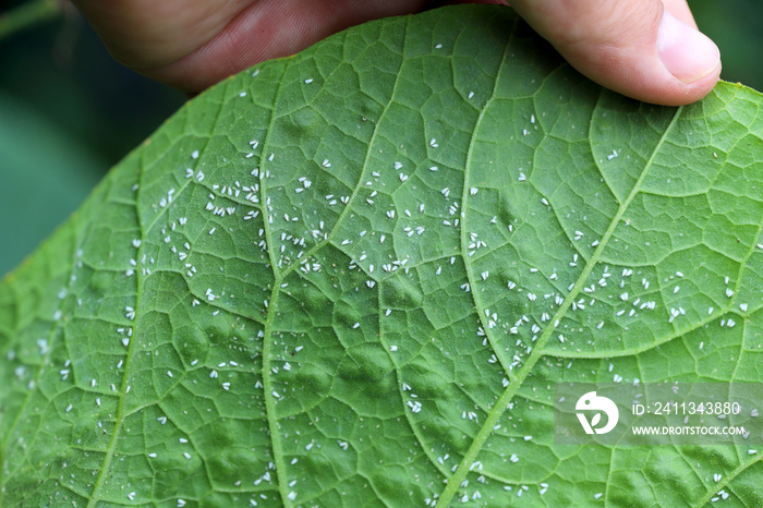 Glasshouse whitefly (Trialeurodes vaporariorum) on the underside of pumpkin leaves. It is a currently important agricultural pest.