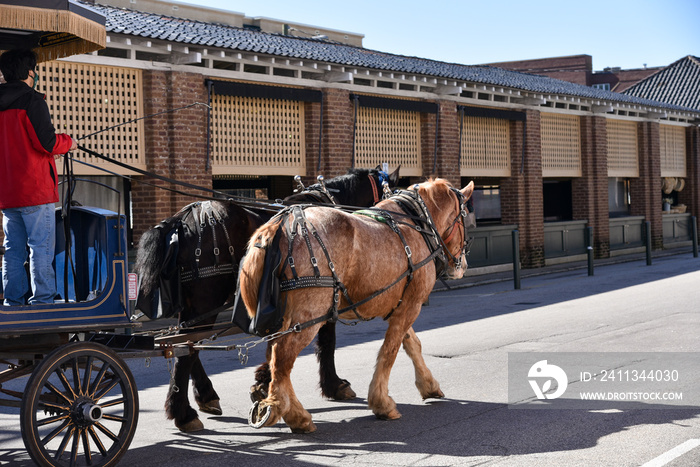 Horse-drawn carriage touring the streets of historic Charleston South Carolina.