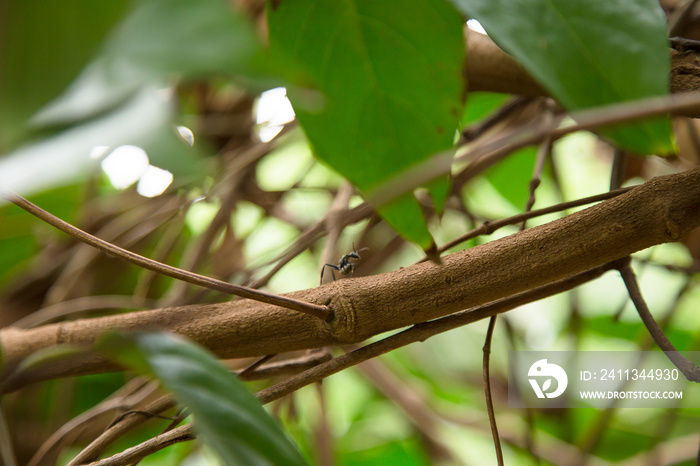 Banisteriopsis Caapi vines, one of the Ayahuasca plants. Psychadelic plant from Brazil. Used in indigenous rituals and shamanism.