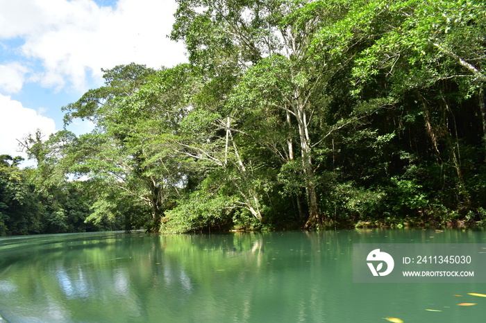 Jungle in Panama