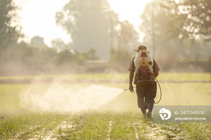 Asian farmer with machine and spraying chemical or fertilizer to young green rice field