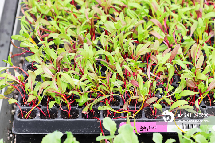 A tray of swiss chard microgreens sprouting