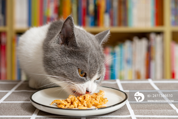 cat eating dry shrimps in a living room