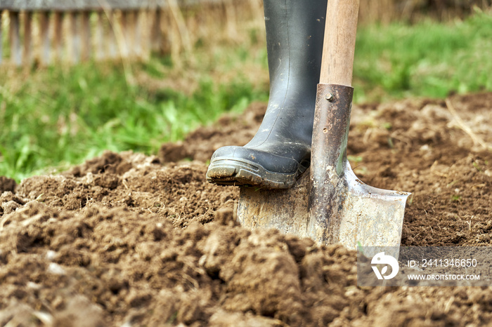 Digging the earth with a spade at countryside. Male foot wearing a rubber boot digging the earth with a spade close up.