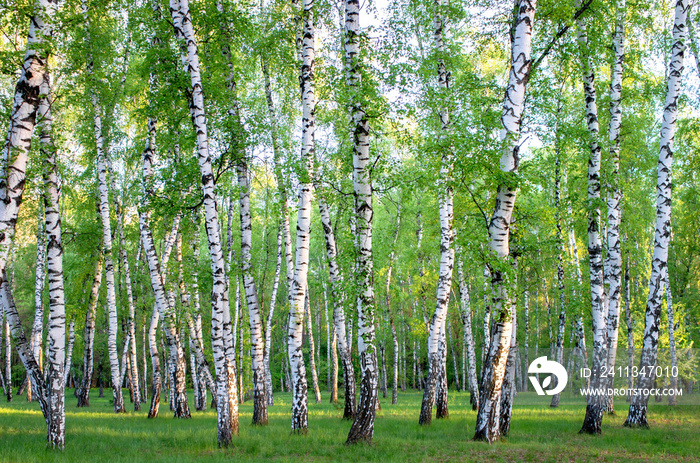 birch grove in the forest, green foliage in summer