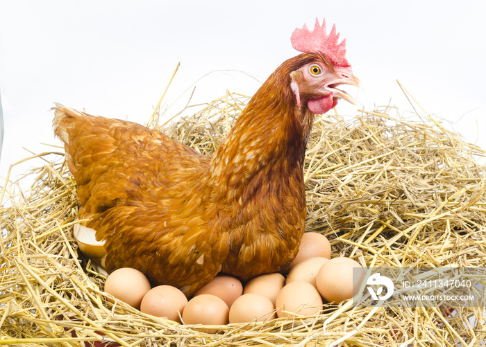 full body of brown chicken hen with eggs isolated white background