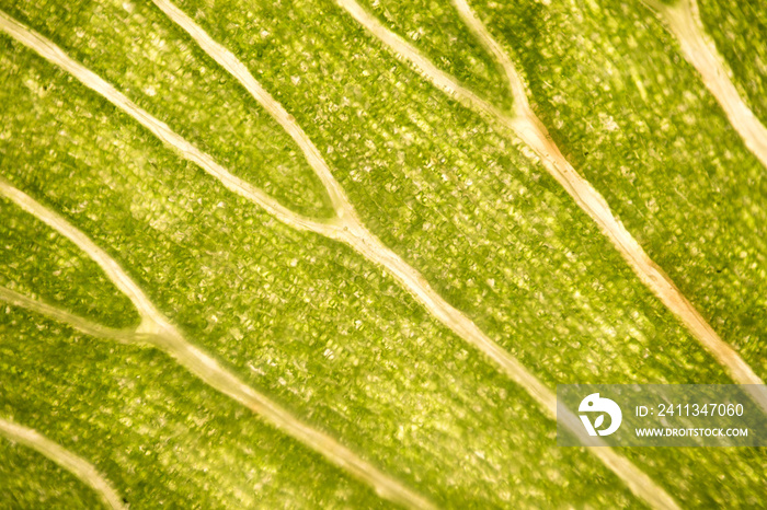 Leaf cells under microscope. micrograph, leaf under a microscope, organ-producing oxygen and carbon dioxide, the process of photosynthesis