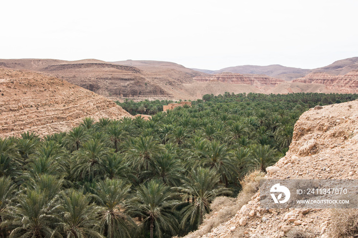 M’Chouneche oasis near Biskra city, Algeria