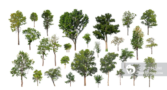 collection of tree, Set of isolated trees on white background