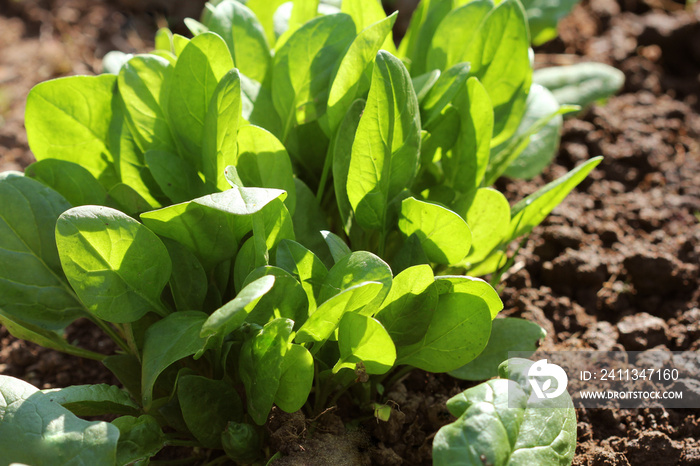 Young leaves of spinach.Sprouts spinach growing in garden. Green shoots. Young greens for salad