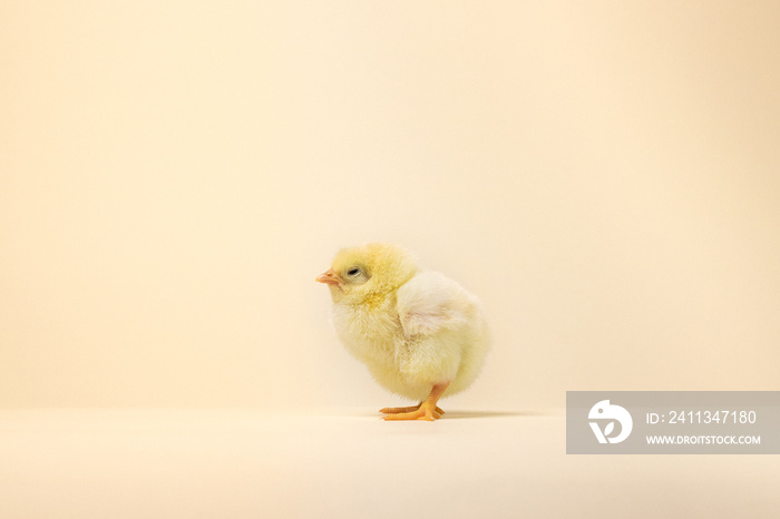 little chicken on a yellow background. baby chicken