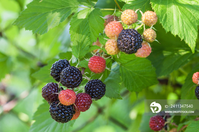 Black raspberry of berries ripening