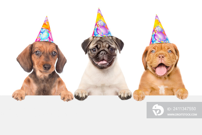 Group of puppies in birthday hats  above white banner. isolated on white background