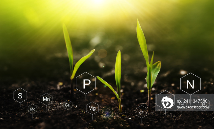 Plants on  sunny background with digital mineral nutrients icon. Fertilization and the role of nutrients in plant life.