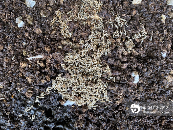 Fly Larvae in Chicken Manure. Image for Poultry waste management, ammonia and insects control, poultry health issues, Insects biology,  Animal health product promotions.