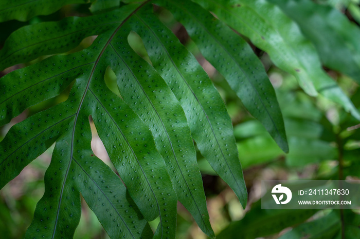 Phlebodium aureum (golden polypody, golden serpent fern, cabbage palm fern, gold-foot fern, blue-star fern, hare-foot fern; syn. Polypodium aureum, Polypodium leucotomos) is an epiphytic fern